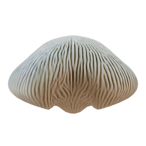 skeleton_image