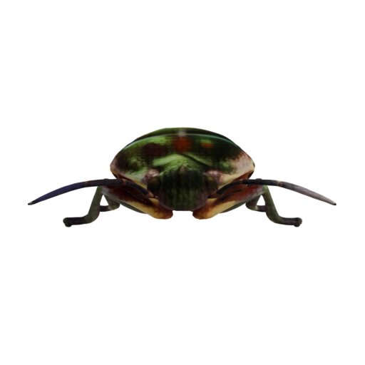 skeleton_image